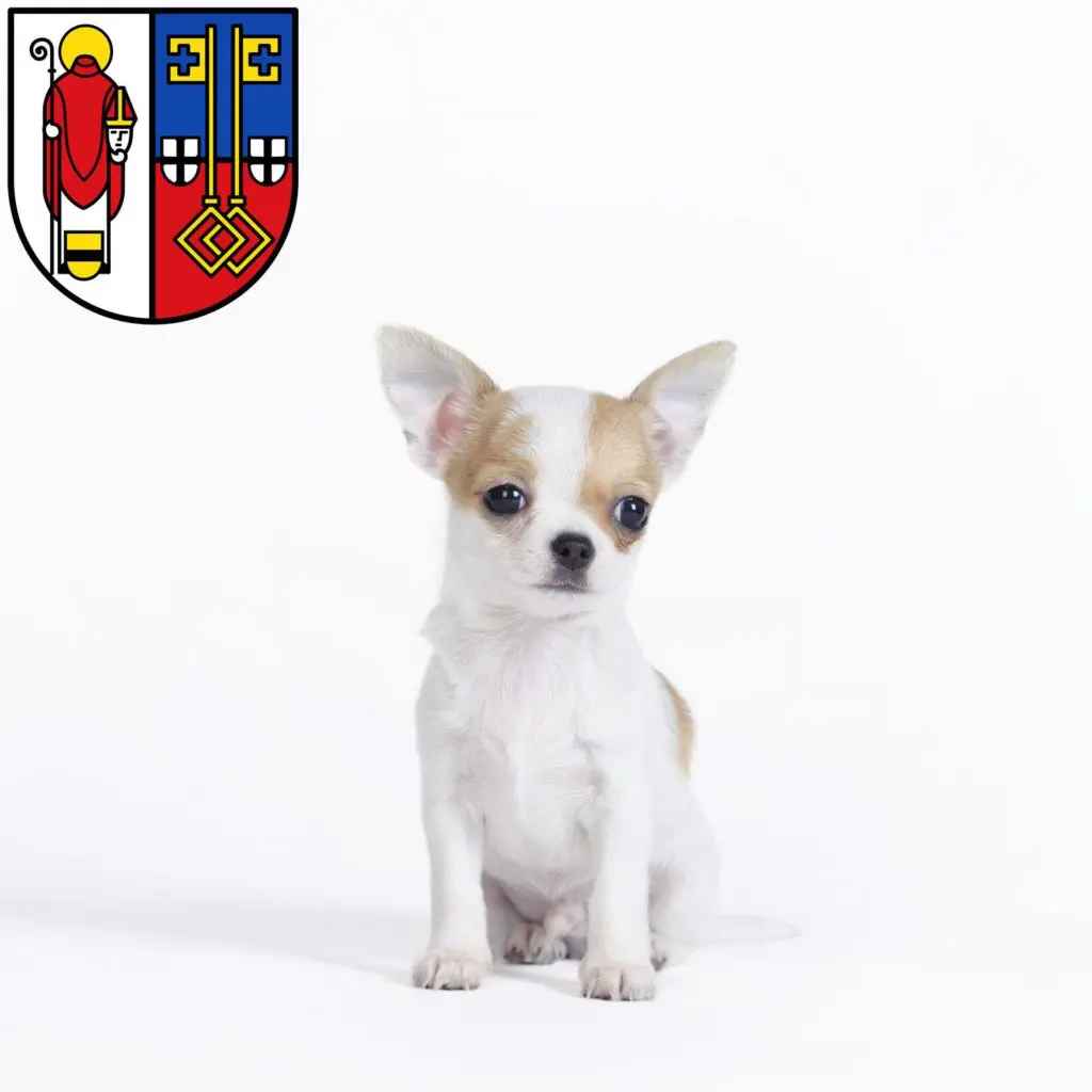 Chihuahua Züchter mit Welpen Krefeld, Nordrhein-Westfalen