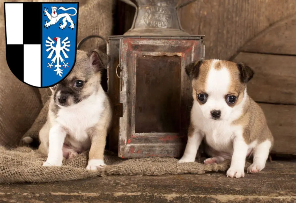 Chihuahua Züchter mit Welpen Kulmbach, Bayern