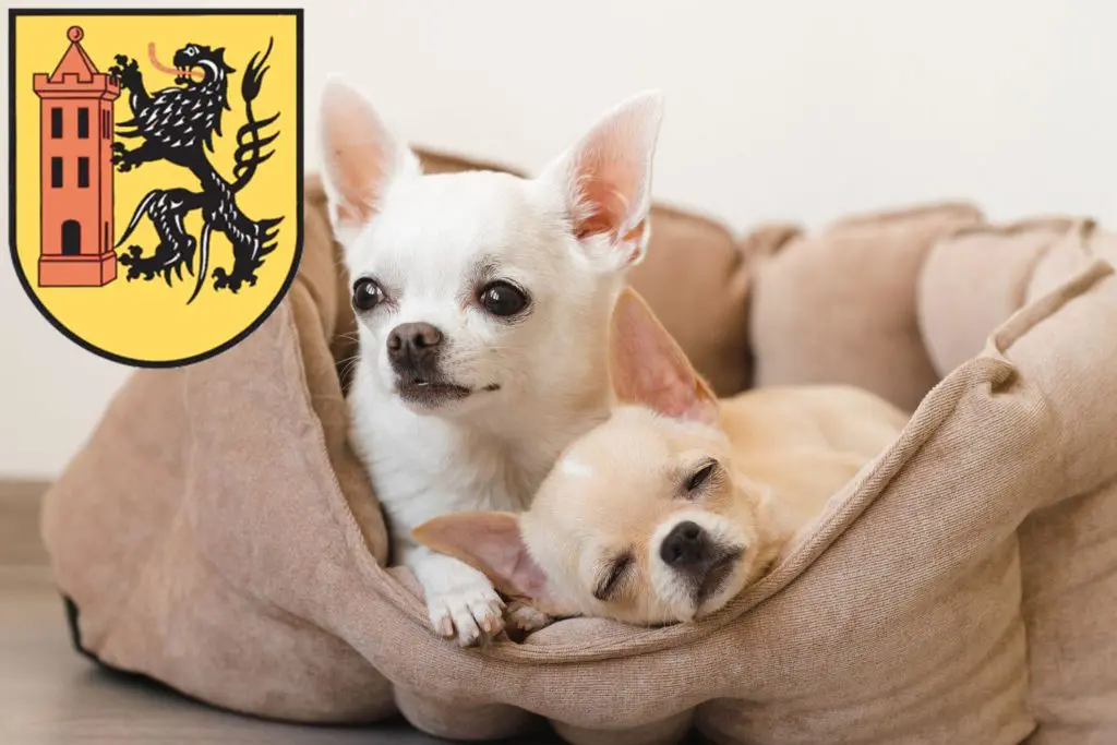 Chihuahua Züchter mit Welpen Meißen, Sachsen