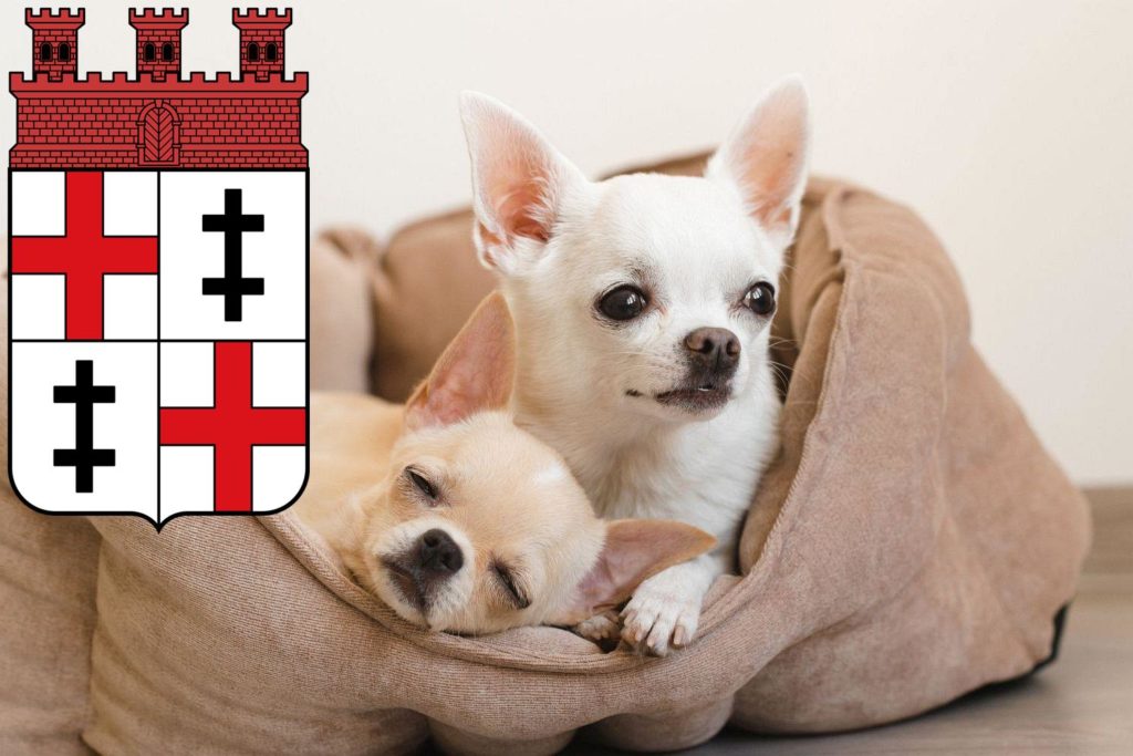 Chihuahua Züchter mit Welpen Merzig, Saarland