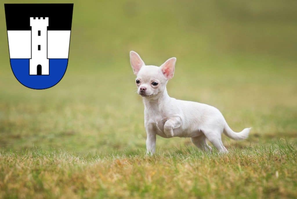 Chihuahua Züchter mit Welpen Neu-Ulm, Bayern