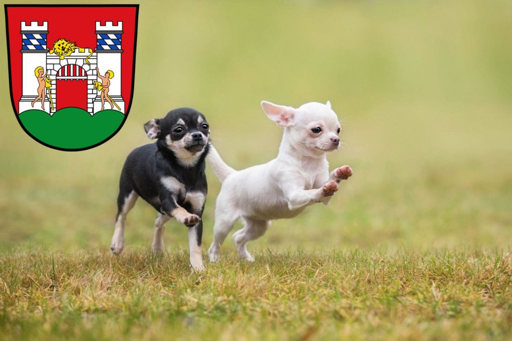 Chihuahua Züchter mit Welpen Neuburg an der Donau, Bayern