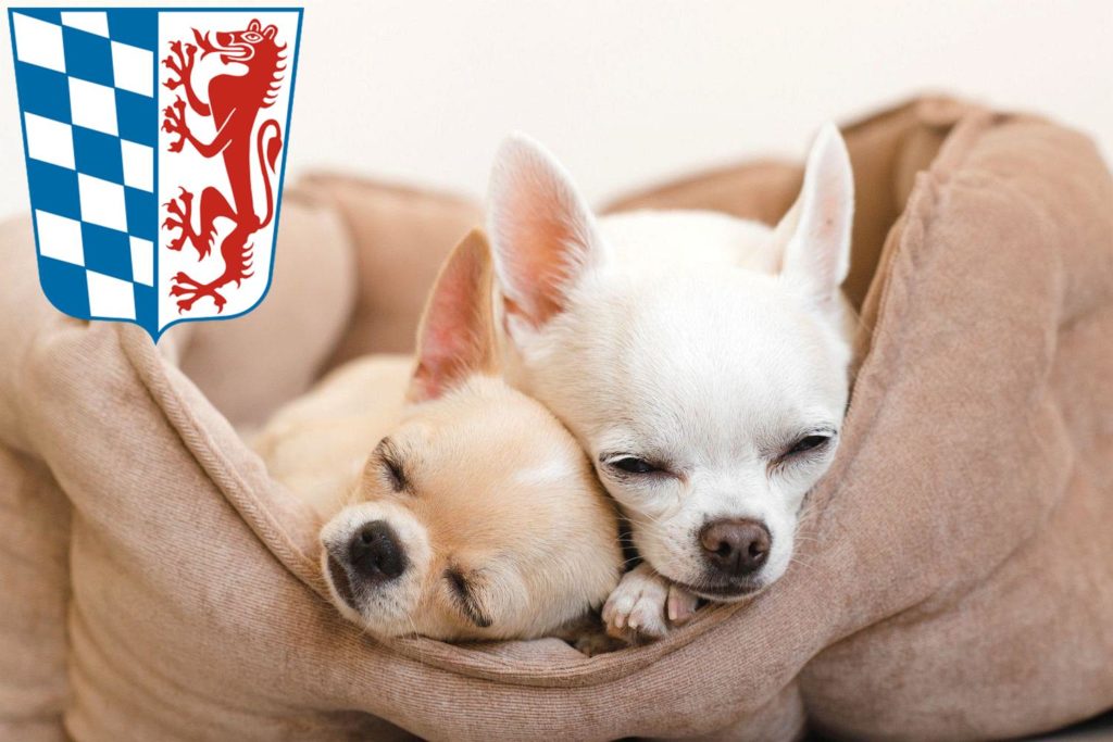 Chihuahua Züchter mit Welpen Niederbayern, Bayern
