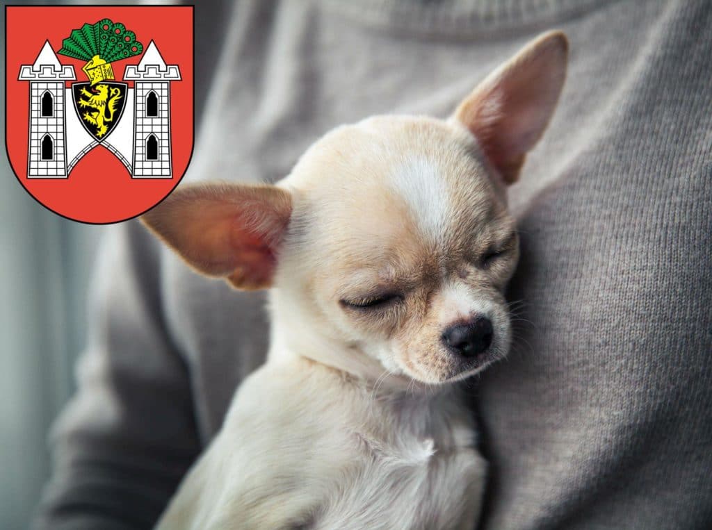 Chihuahua Züchter mit Welpen Plauen, Sachsen