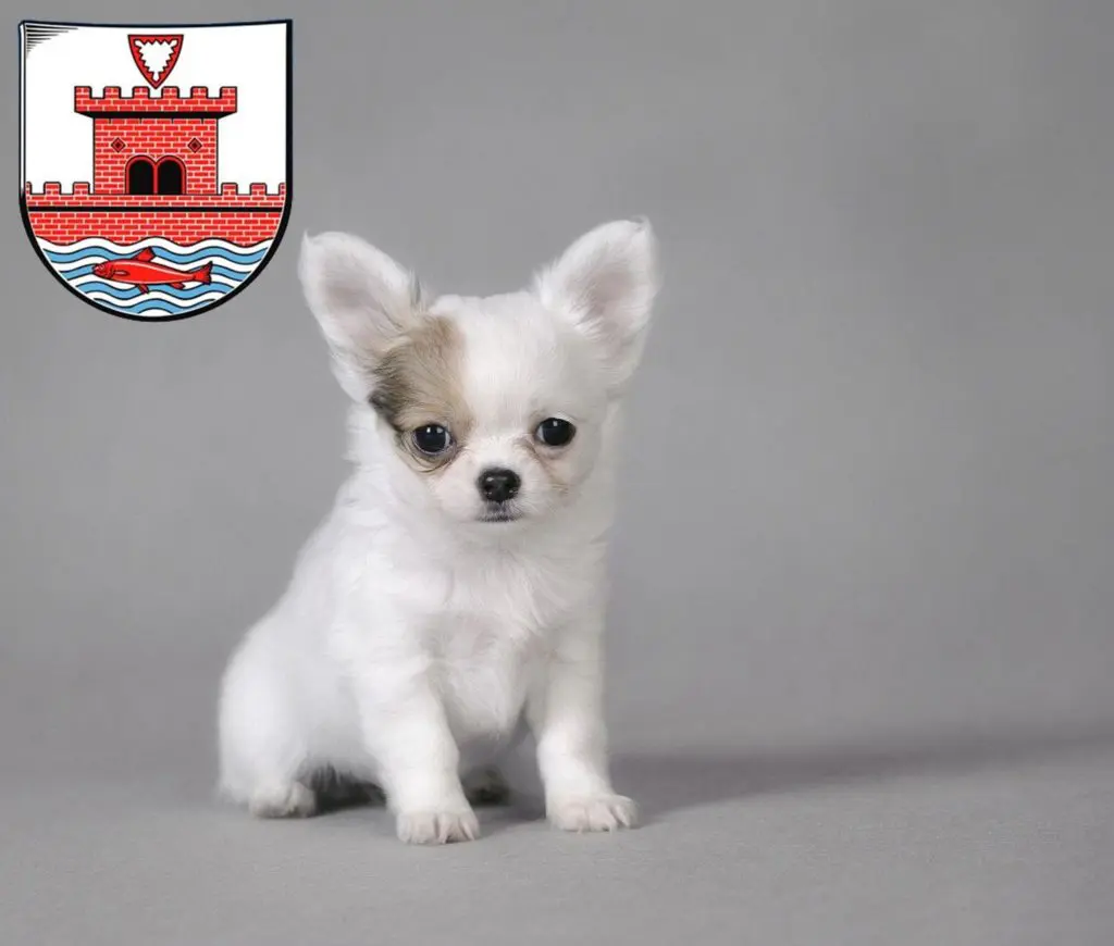 Chihuahua Züchter mit Welpen Plön, Schleswig-Holstein