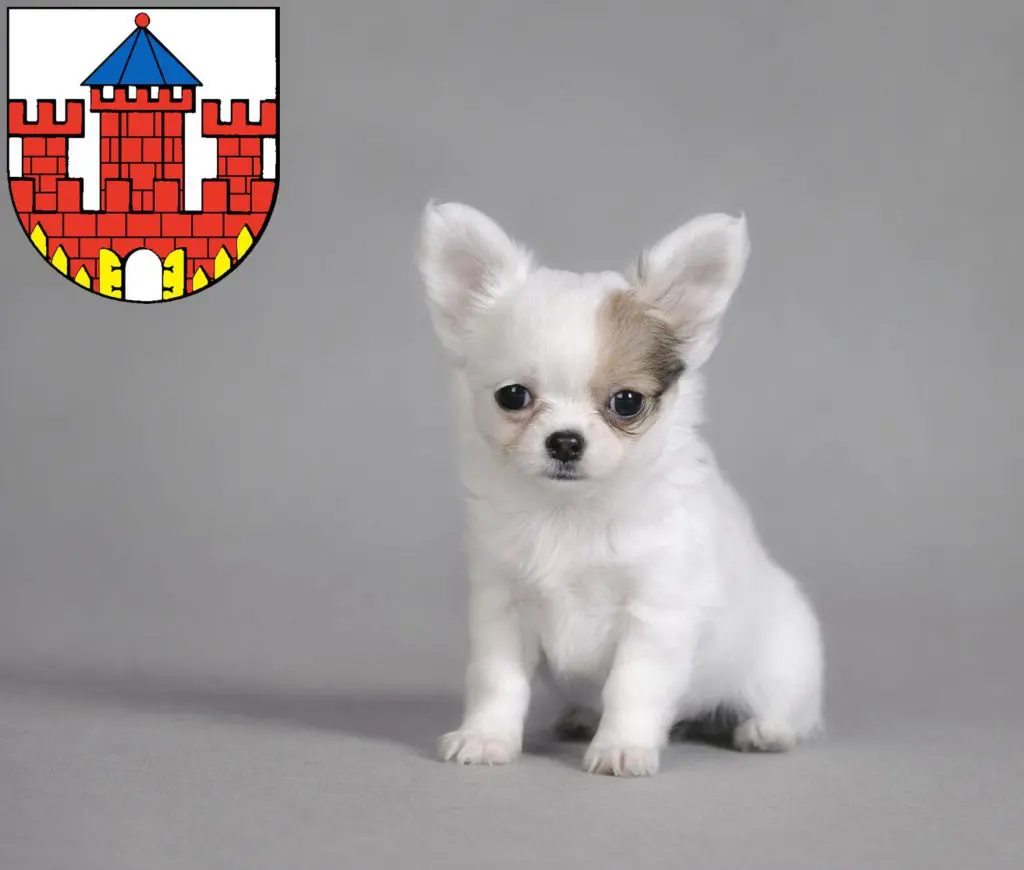 Chihuahua Züchter mit Welpen Ratzeburg, Schleswig-Holstein