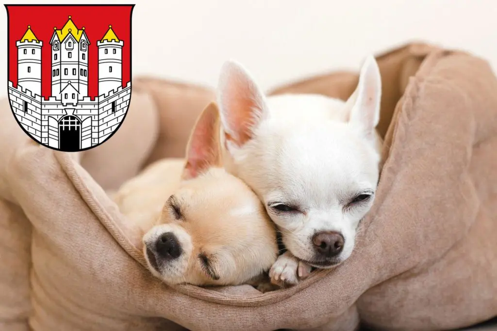 Chihuahua Züchter mit Welpen Salzburg, Österreich