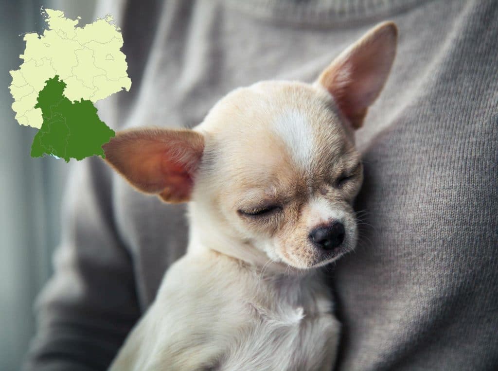 Chihuahua Züchter mit Welpen Süddeutschland, Baden-Württemberg