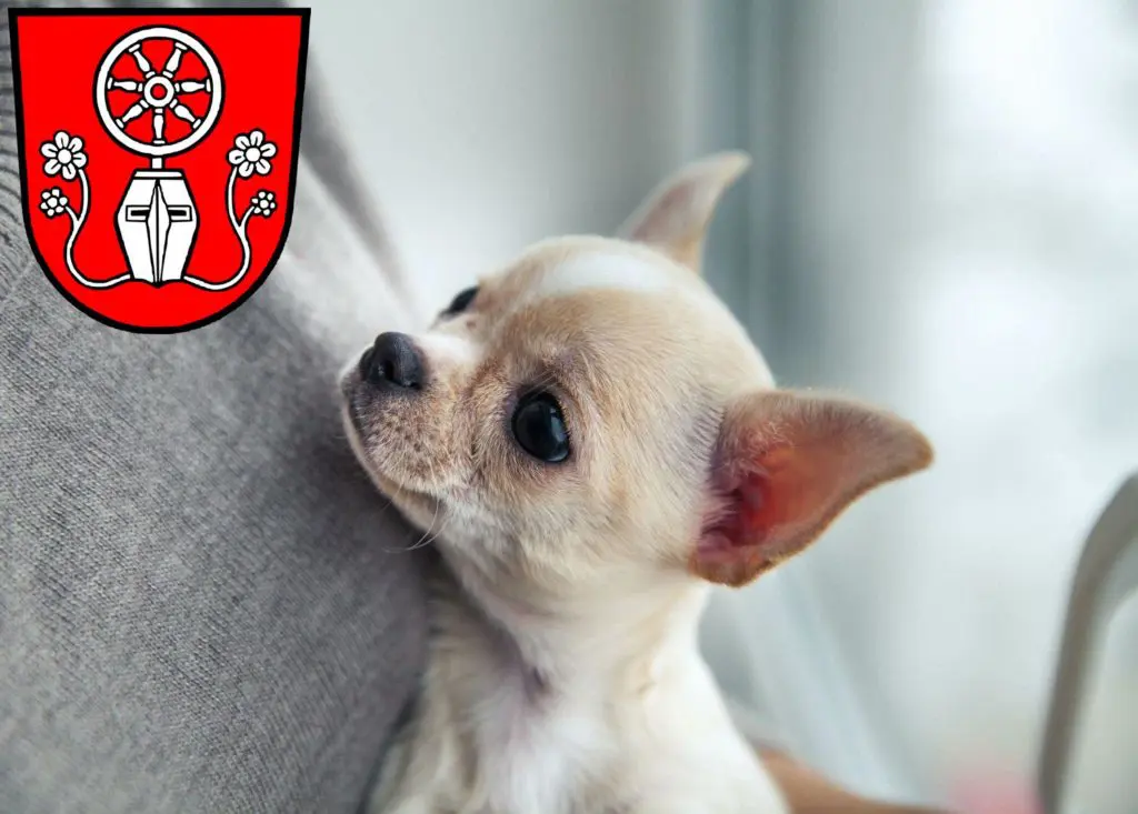 Chihuahua Züchter mit Welpen Tauberbischofsheim, Baden-Württemberg