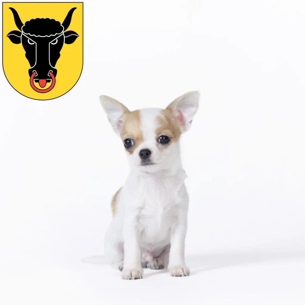 Chihuahua Züchter mit Welpen Uri, Schweiz