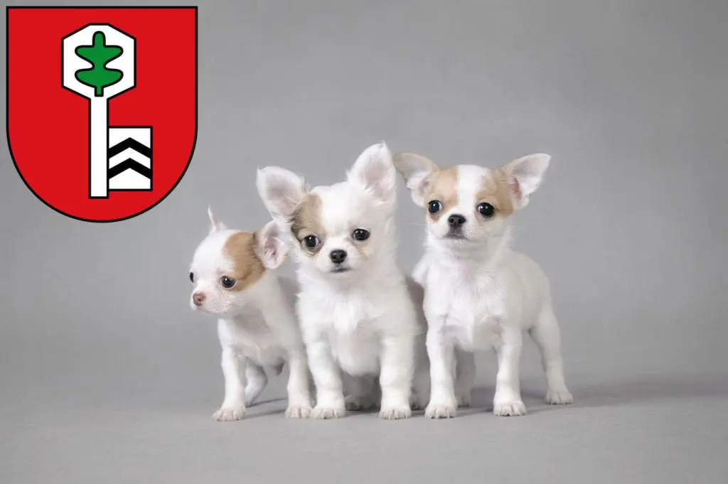 Chihuahua Züchter mit Welpen Velbert, Nordrhein-Westfalen