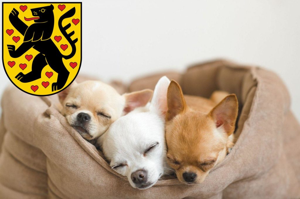 Chihuahua Züchter mit Welpen Weimar, Thüringen