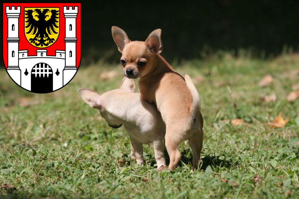 Chihuahua Züchter mit Welpen Weißenburg in Bayern, Bayern