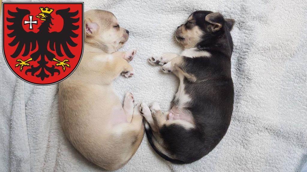 Chihuahua Züchter mit Welpen Wetzlar, Hessen