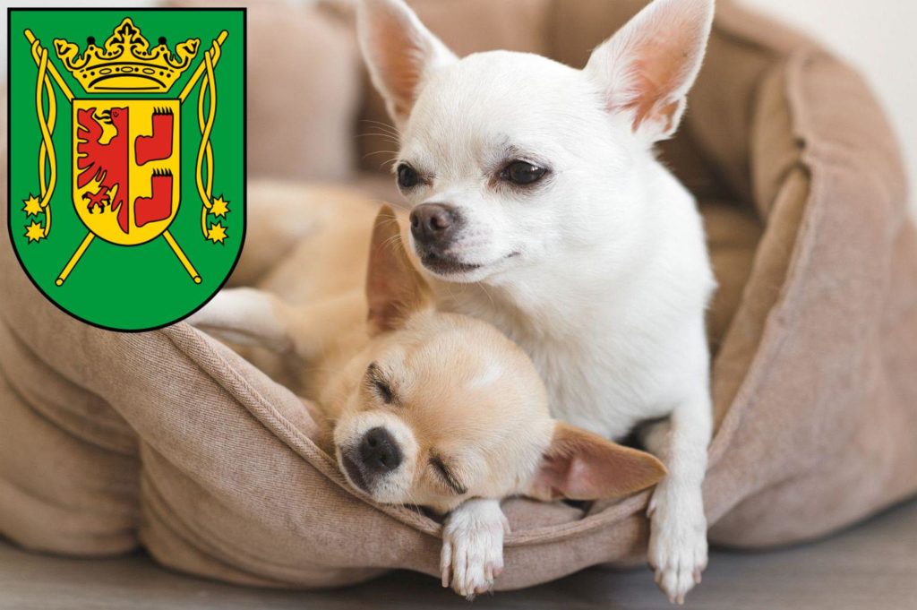 Chihuahua Züchter mit Welpen Wittmund, Niedersachsen