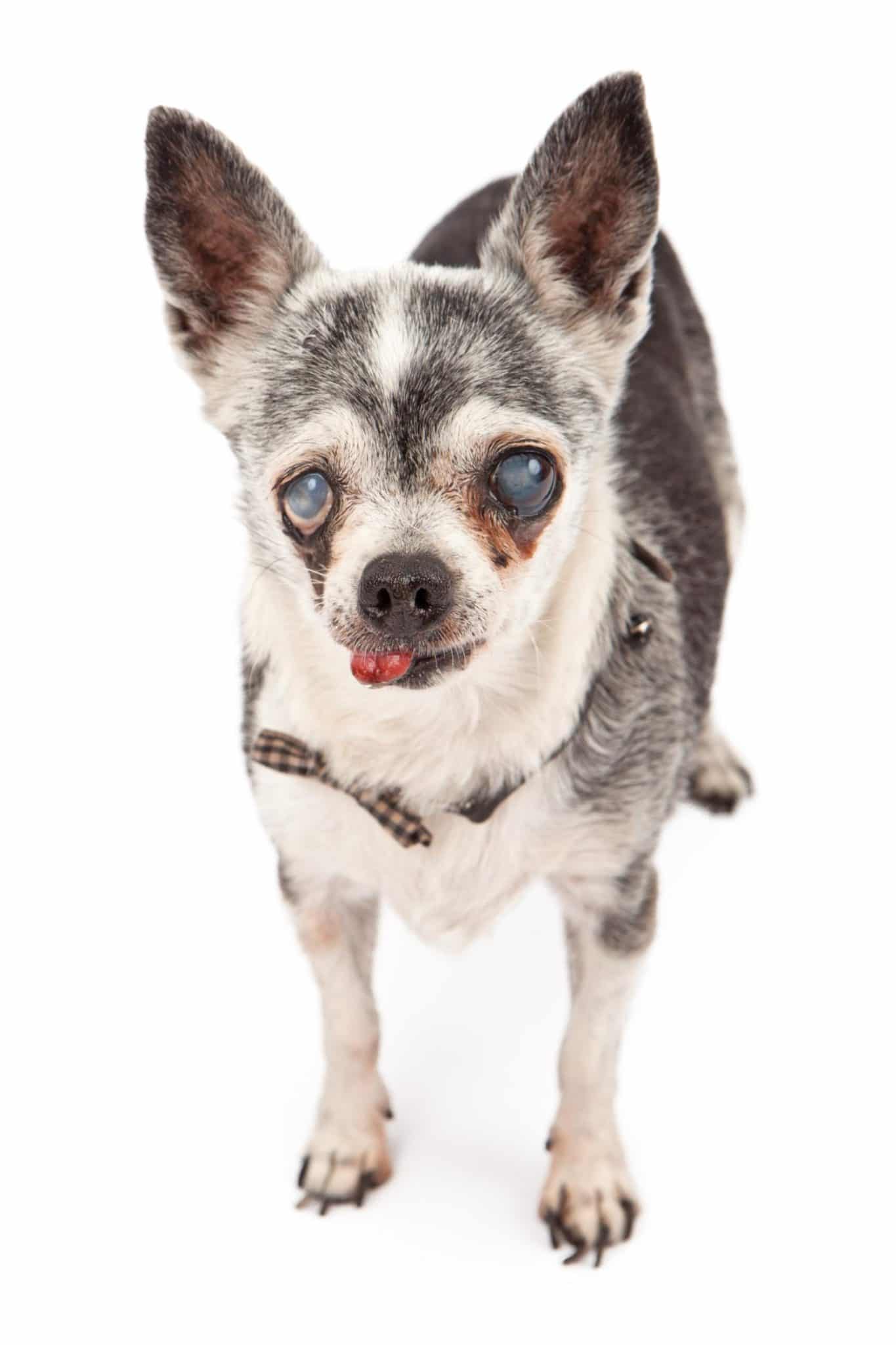 Wie alt ist der älteste Chihuahua? ChihuahuaSeite.de