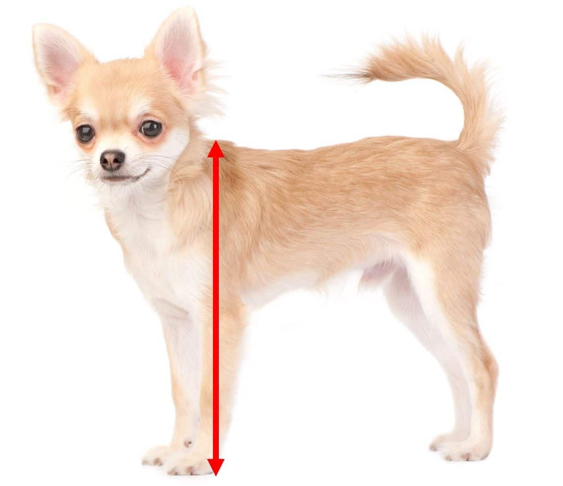 Wie groß ist ein ausgewachsener Chihuahua? ChihuahuaSeite.de