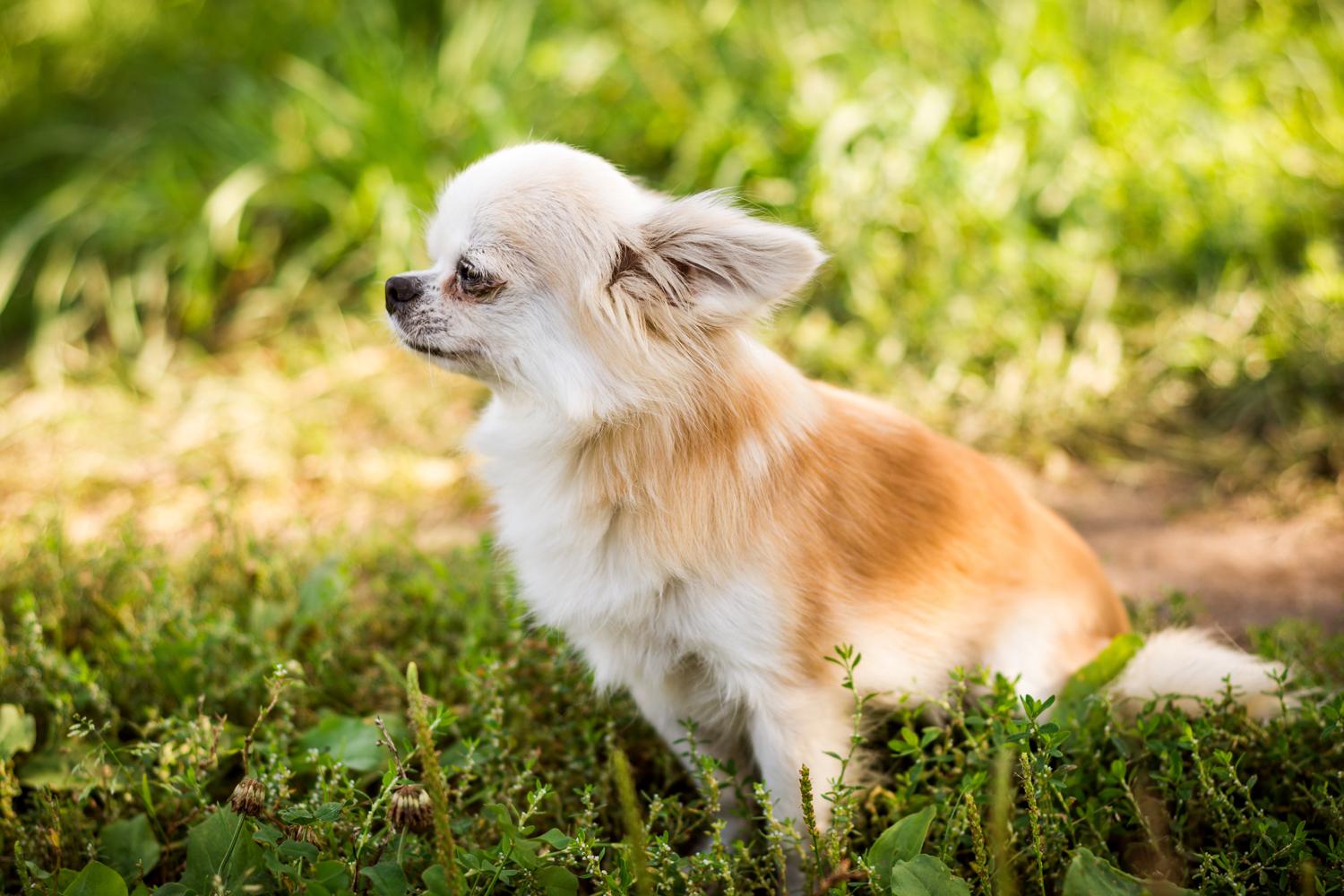 Wie lange lebt ein Mini Chihuahua? ChihuahuaSeite.de