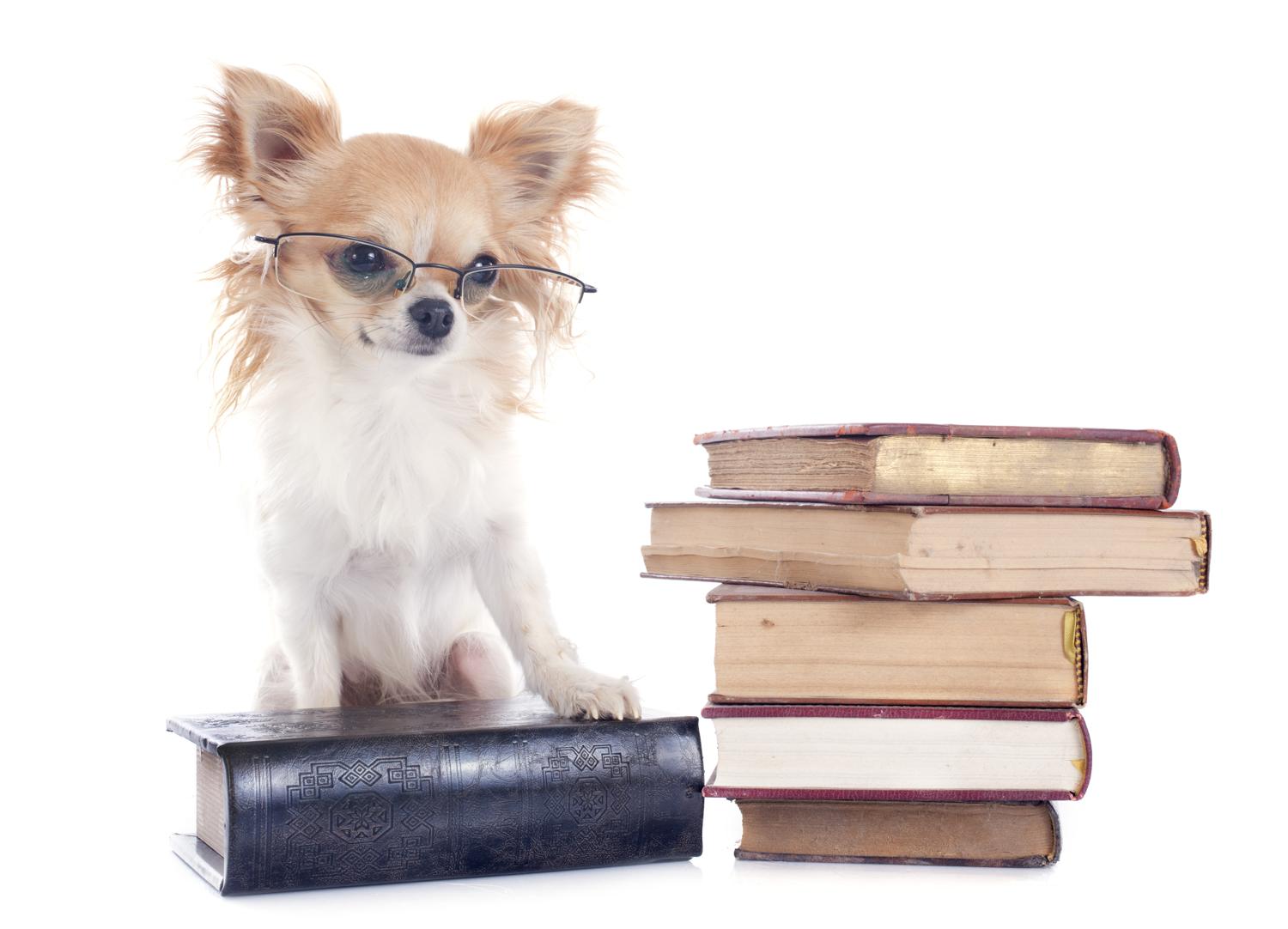 Interessante Bücher für Chihuahua Besitzer und solche die es werden wollen.
