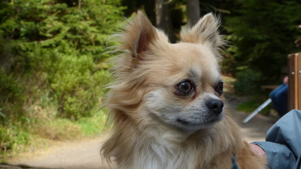 Chihuahua Lebenserwartung Wie alt wird ein Chihuahua? ChihuahuaSeite.de