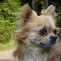 Deckruede Chihuahua, kein Verkauf