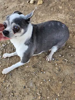 Bibiana sucht liebevolle Menschen, bei denen sie ankommen und Hund sein darf