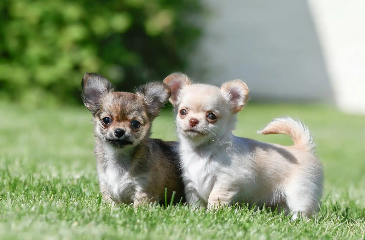 Chihuahua Lebenserwartung Wie alt wird ein Chihuahua? ChihuahuaSeite.de