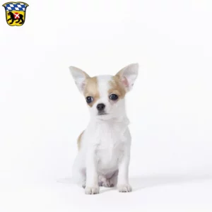 Mehr über den Artikel erfahren Chihuahua Züchter und Welpen in Freising
