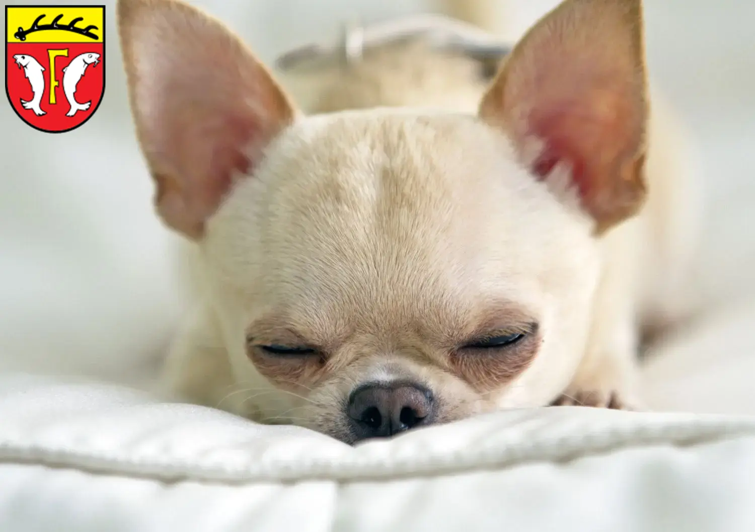 Mehr über den Artikel erfahren Chihuahua Züchter und Welpen in Freudenstadt