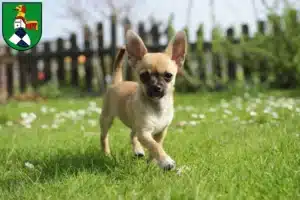 Mehr über den Artikel erfahren Chihuahua Züchter und Welpen in Neustadt an der Aisch