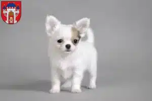 Mehr über den Artikel erfahren Chihuahua Züchter und Welpen in Vechta