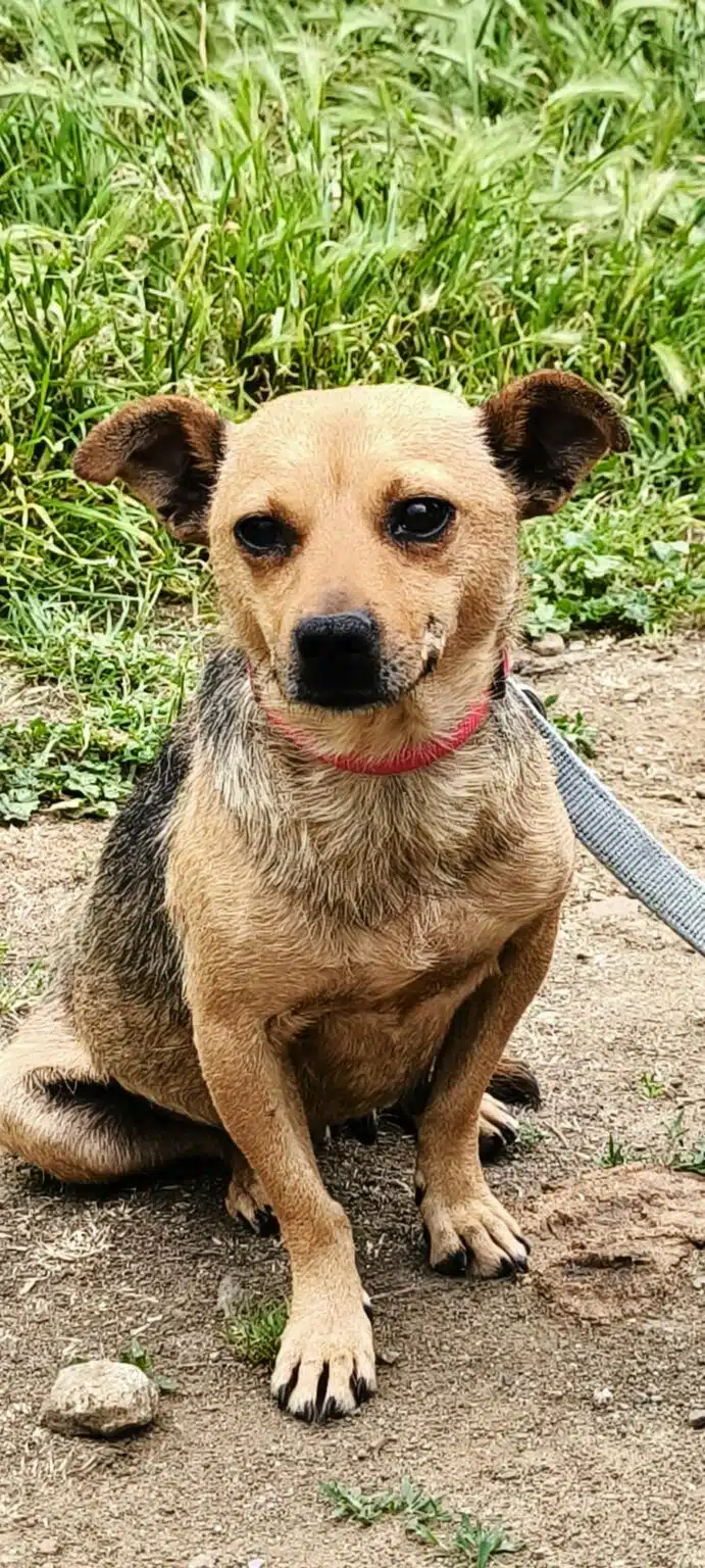 Chihuahua Lebenserwartung Wie alt wird ein Chihuahua? ChihuahuaSeite.de
