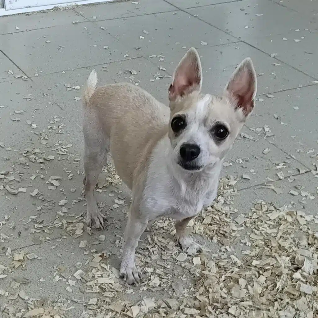 Chihuahua Lebenserwartung Wie alt wird ein Chihuahua? ChihuahuaSeite.de