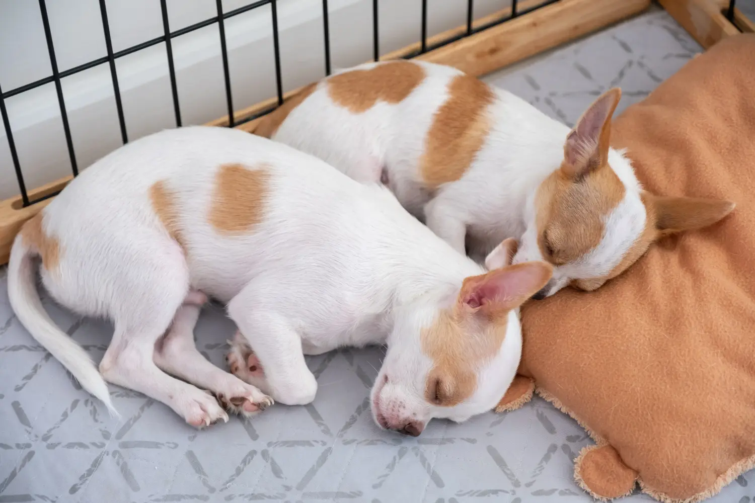 Einen Chihuahua Welpen zu kaufen, bedeutet Verantwortung zu übernehmen! Chihuahua Welpen kaufen.