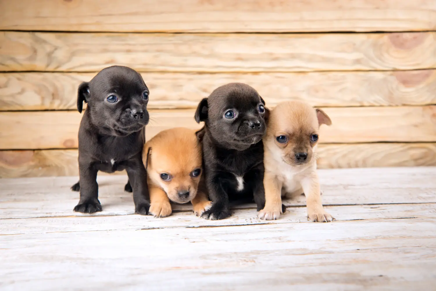 Einen Chihuahua Welpen zu kaufen, bedeutet Verantwortung zu übernehmen! Chihuahua Welpen kaufen.
