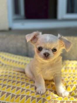 Wunderschöne Chihuahua Welpen