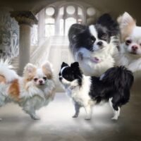 Chihuahua Welpen,Langhaar, suchen ihr Traumschloß