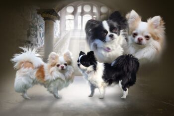 Chihuahua Welpen,Langhaar, suchen ihr Traumschloß