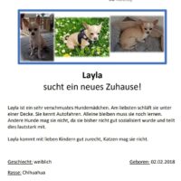 Süsse Chihuahuas suchen ein Zuhause