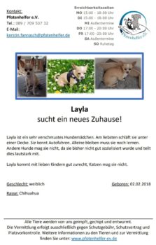 Süsse Chihuahuas suchen ein Zuhause