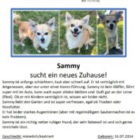 Süsse Chihuahuas suchen ein Zuhause
