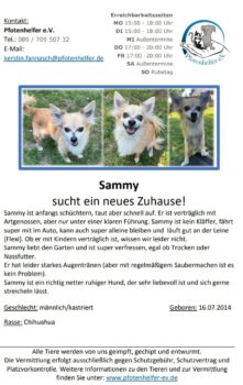 Süsse Chihuahuas suchen ein Zuhause