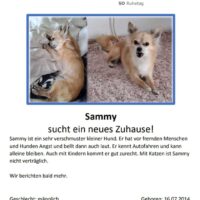 Süsse Chihuahuas suchen ein Zuhause