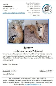 Süsse Chihuahuas suchen ein Zuhause