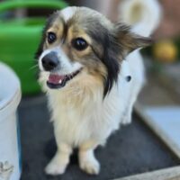 lieber und lebhafter EGON (1 Jahr jung / 5 kg)