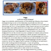 Chihuahua mit Mops, das bin ich, die Peggy