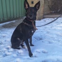 Liebevolles Zuhause für Mike gesucht - kennt Katzen; mit VIDEO!