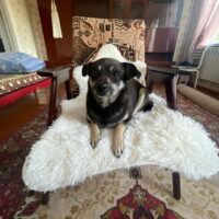 Die kleine Utah sucht ein Zuhause! Kennt Katzen! Mit VIDEOS!