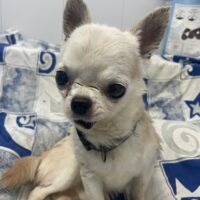 Tory, 23 cm, 7 kg, lebhaft, anhänglich, sehr verschmust, lieb, mag Hund + Katze