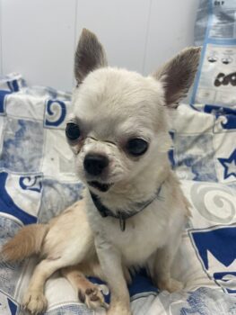 Tory, 23 cm, 7 kg, lebhaft, anhänglich, sehr verschmust, lieb, mag Hund + Katze